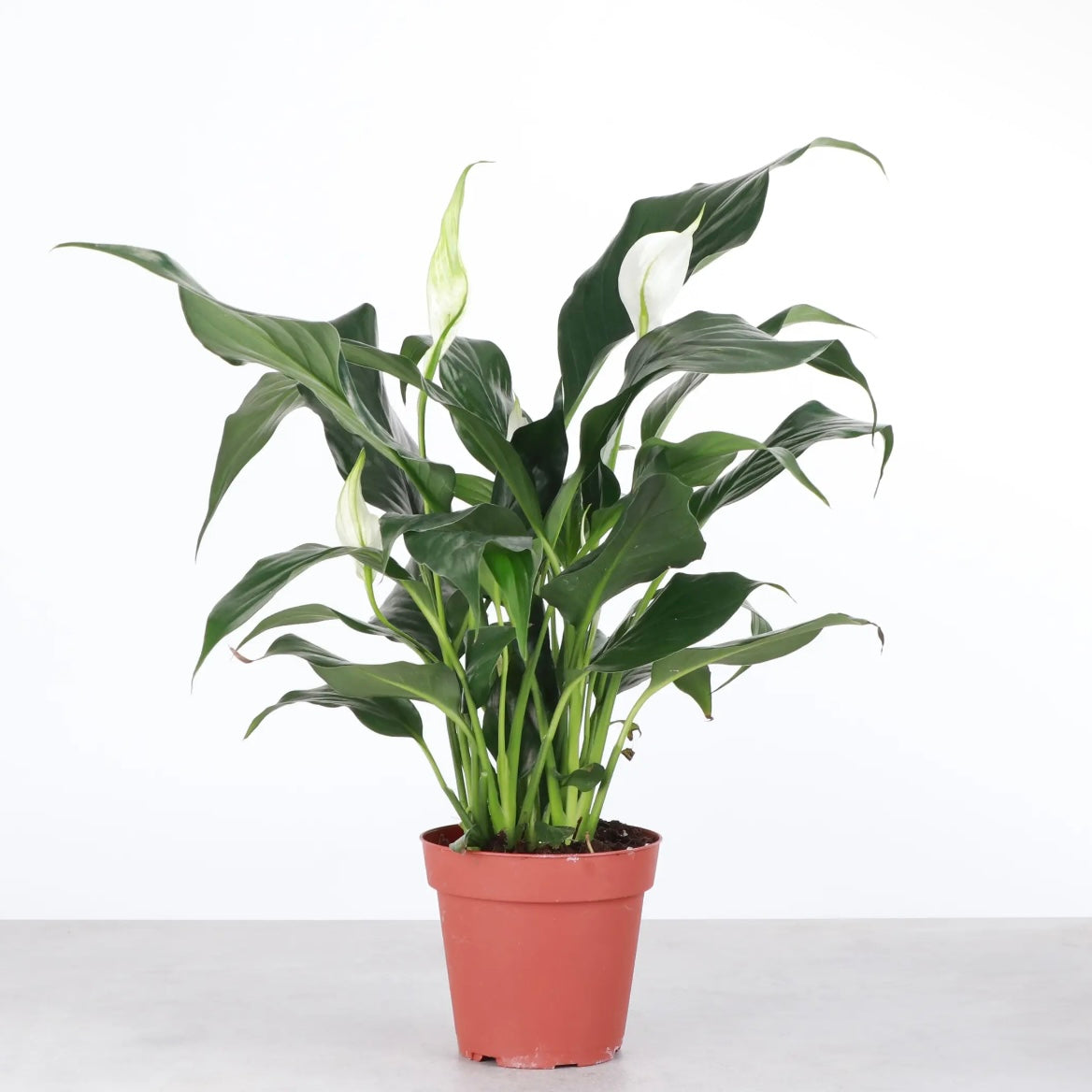 Peace Lily