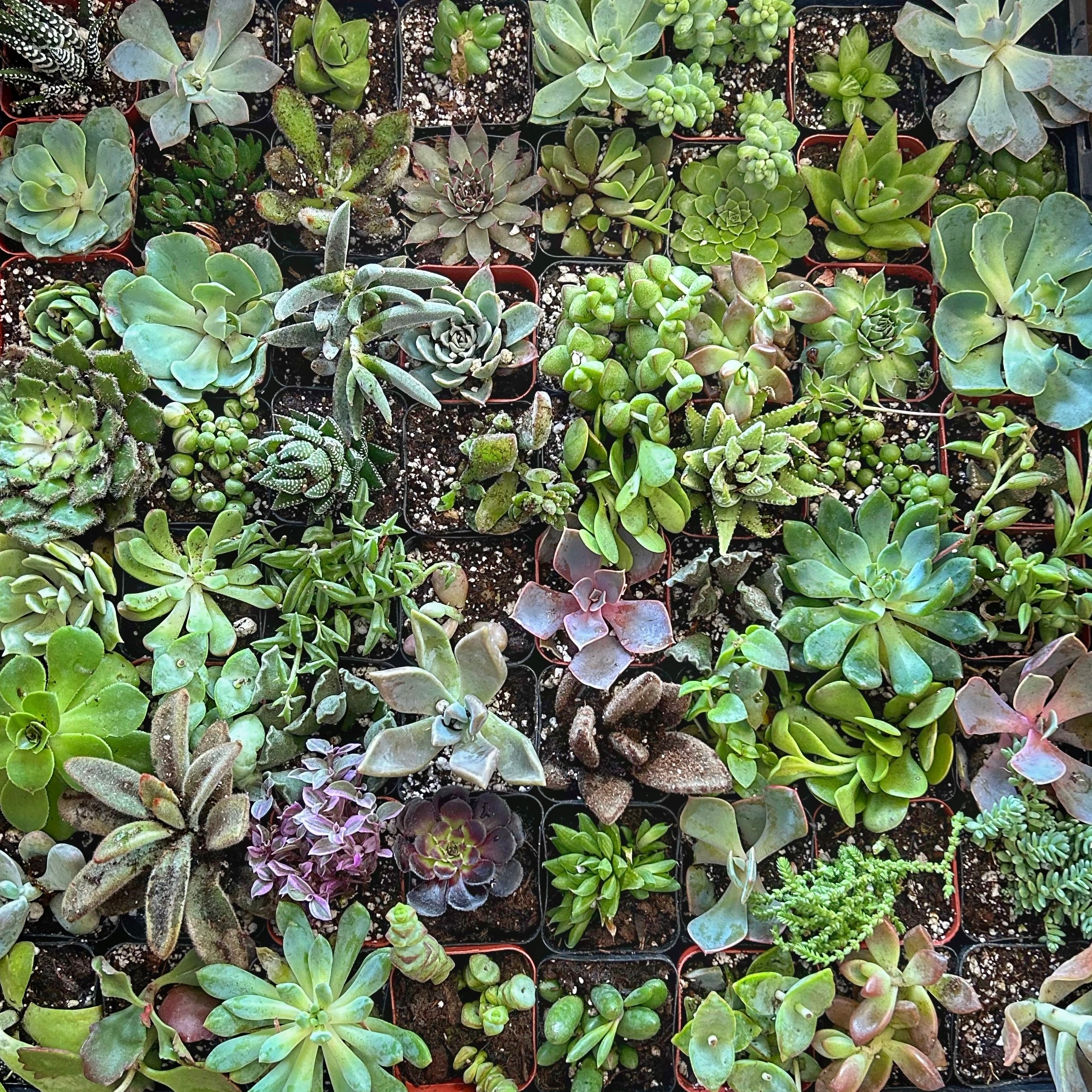 honey and gunn succulents 2” succulent