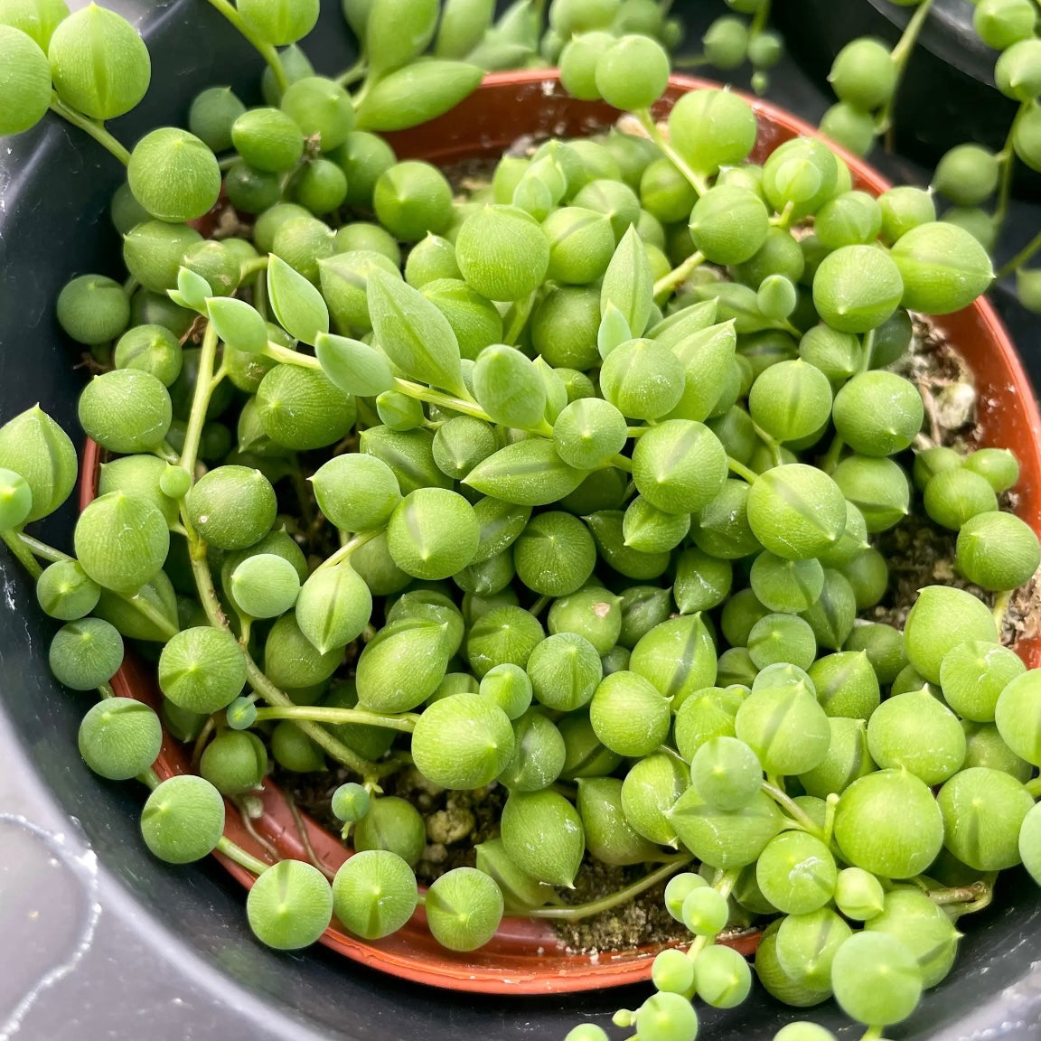 String of Pearls