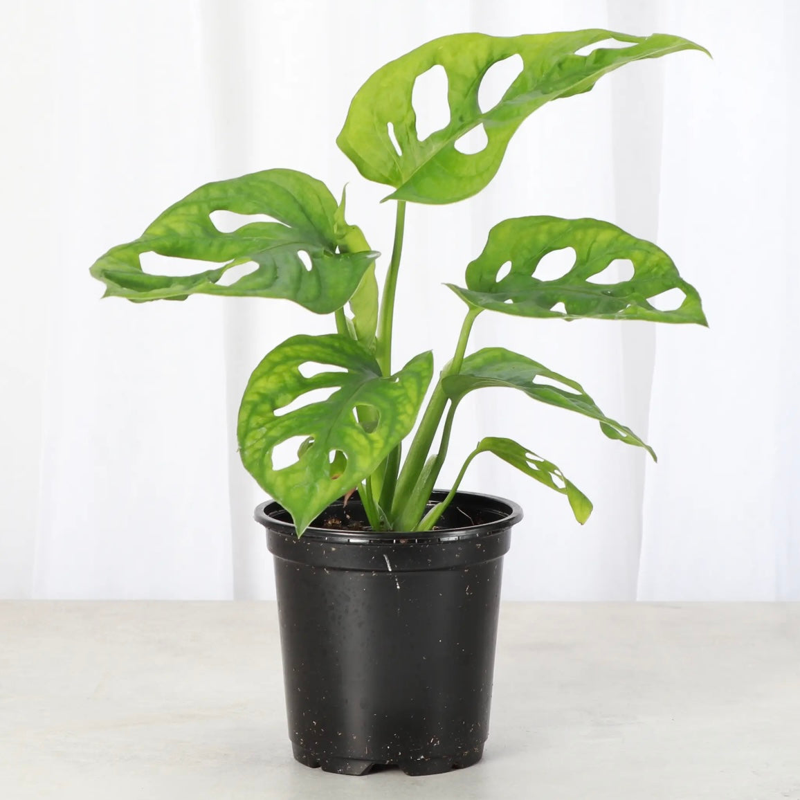 Swiss Cheese Monstera