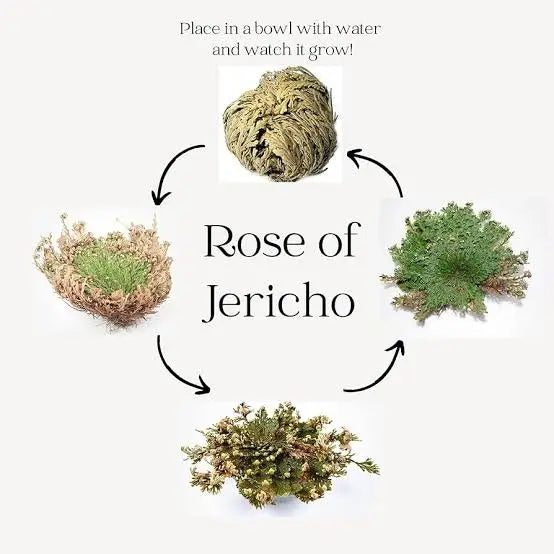 Rose of Jericho (Resurrection Plant)