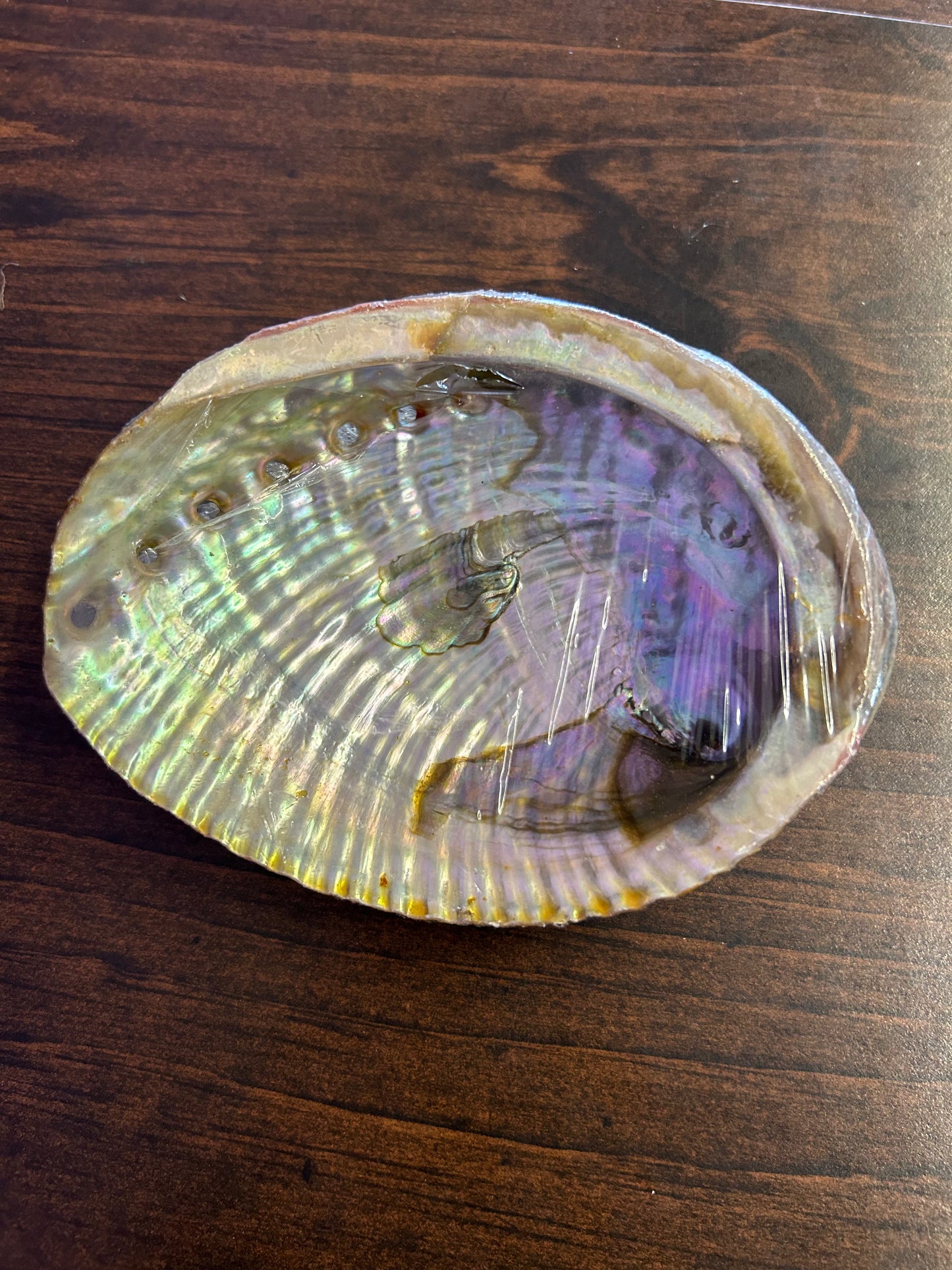 Large Abalone Shell