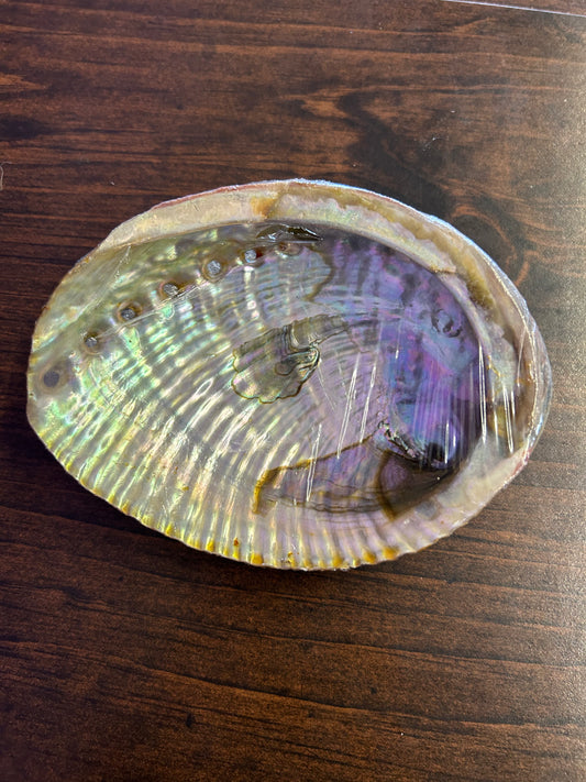 Large Abalone Shell