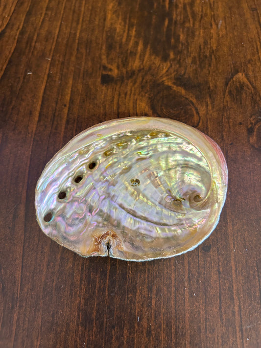 Small Abalone Shell