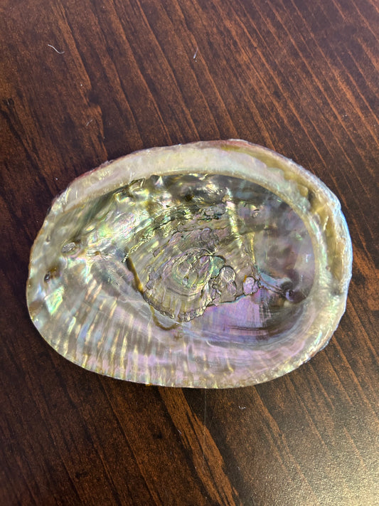 Medium Abalone Shell