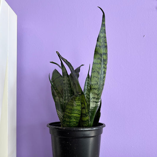 Snake Plant Zeylanica