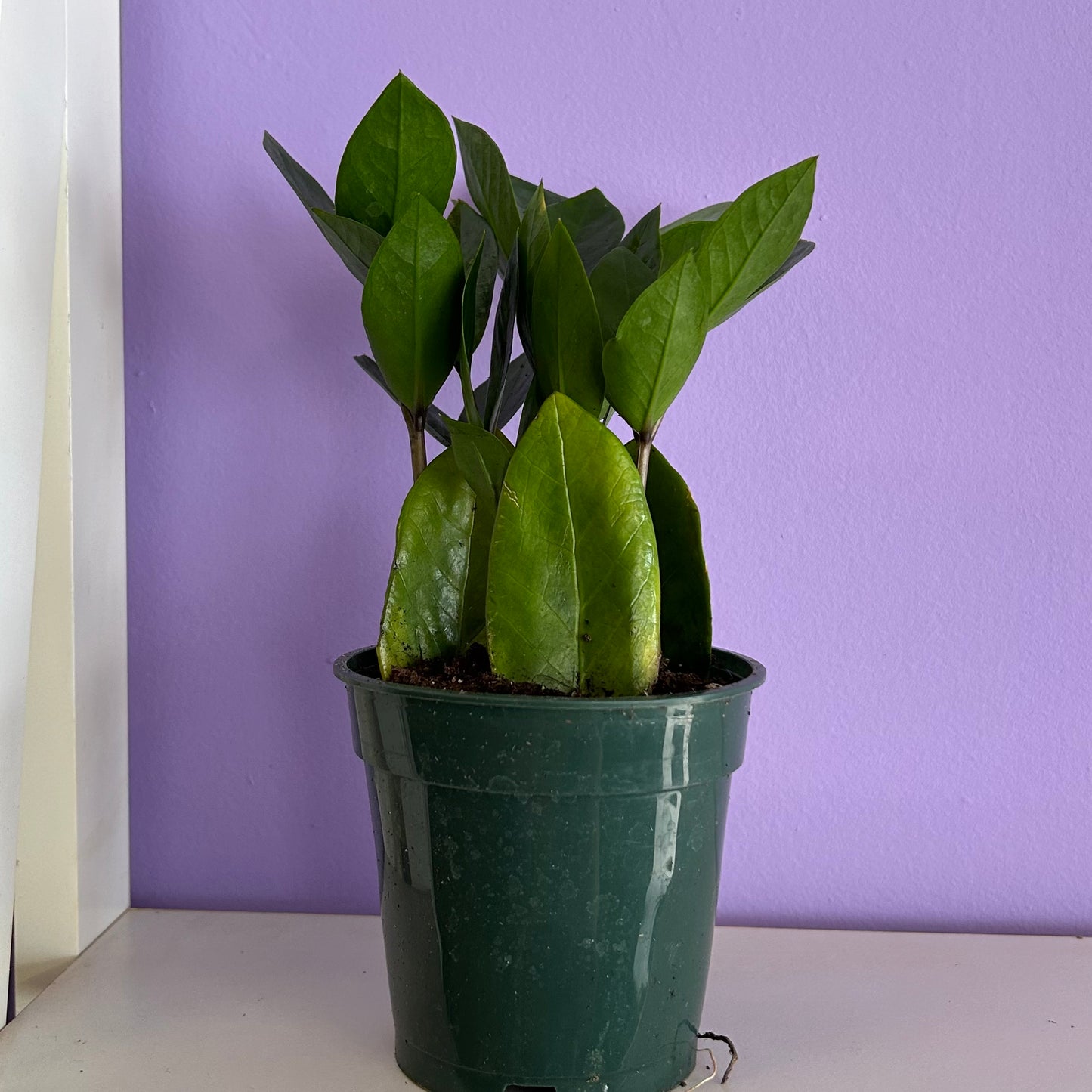 Zamioculcas Zamiifolia 
“Zz Plant”