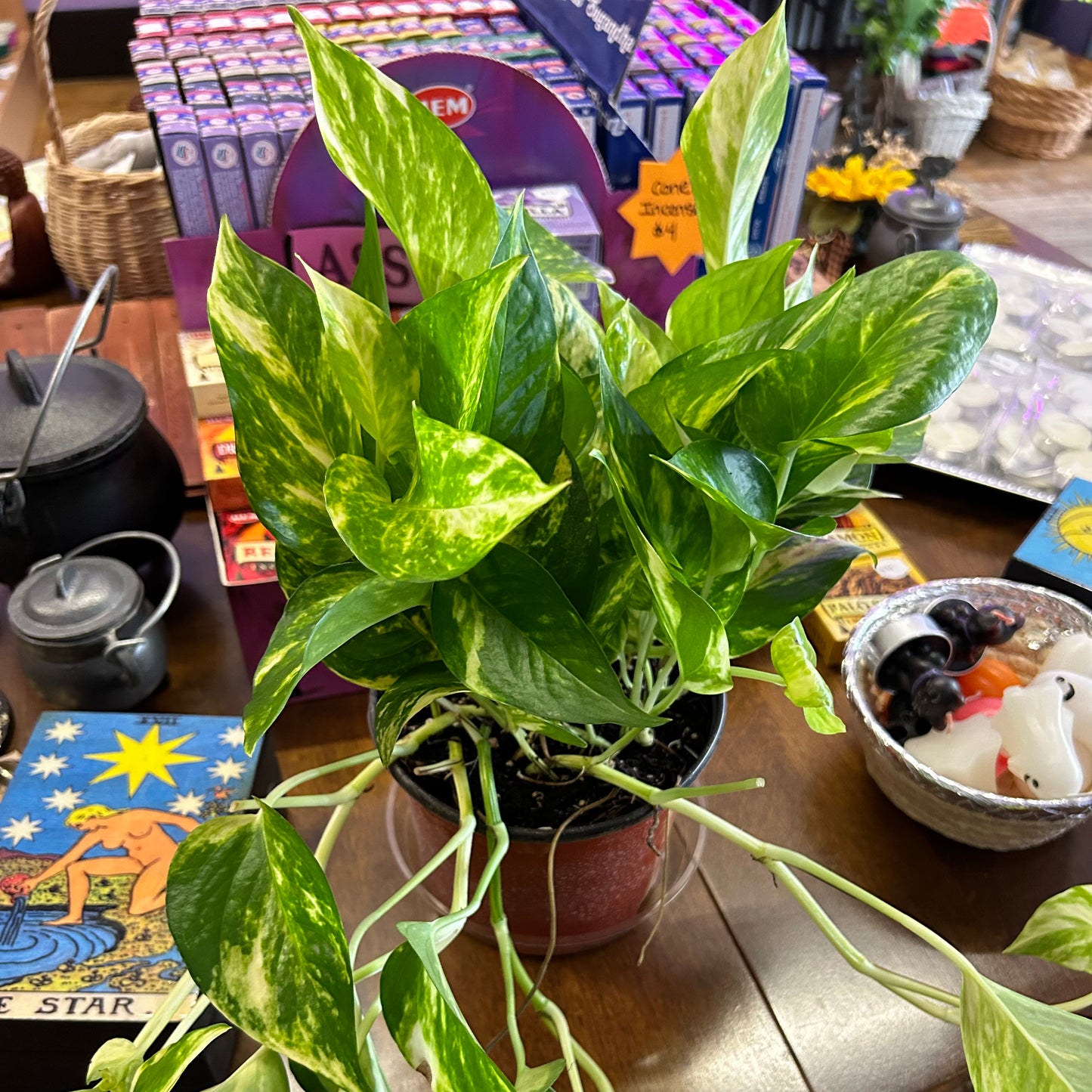 Pothos Golden