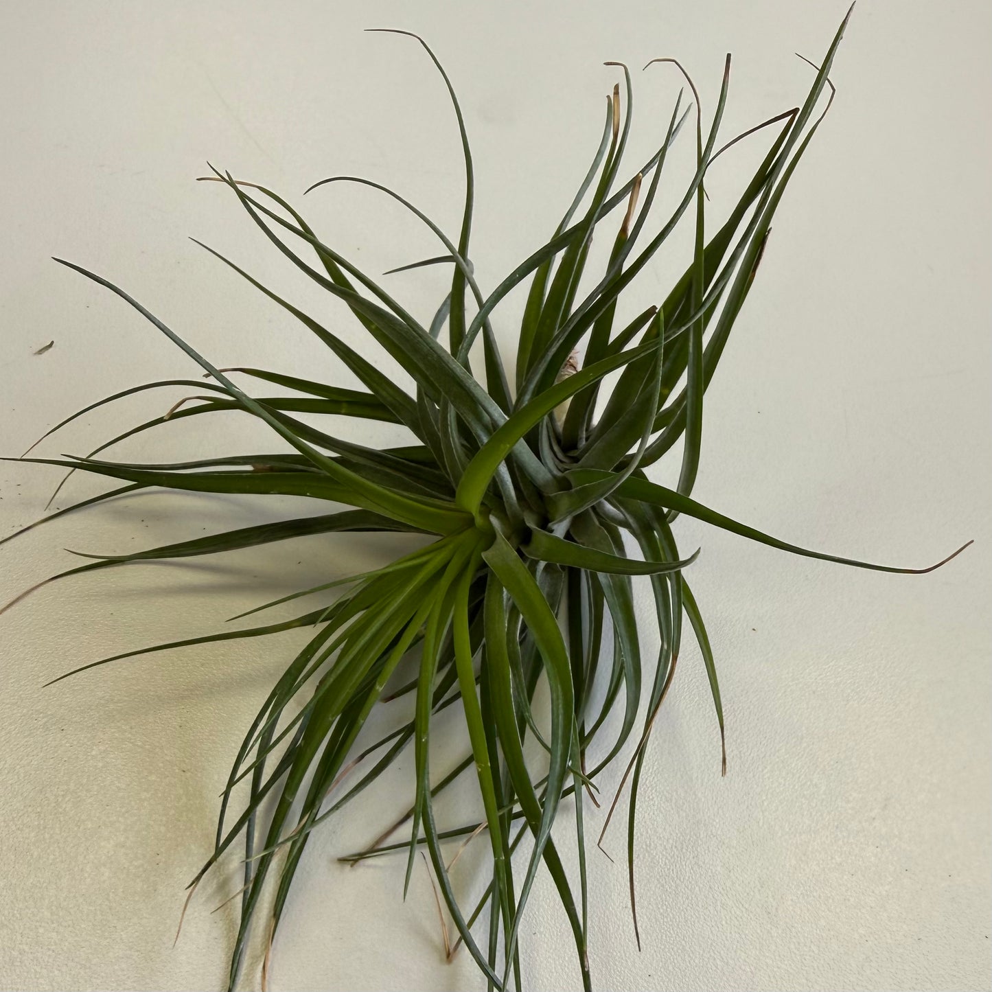 Air Plant