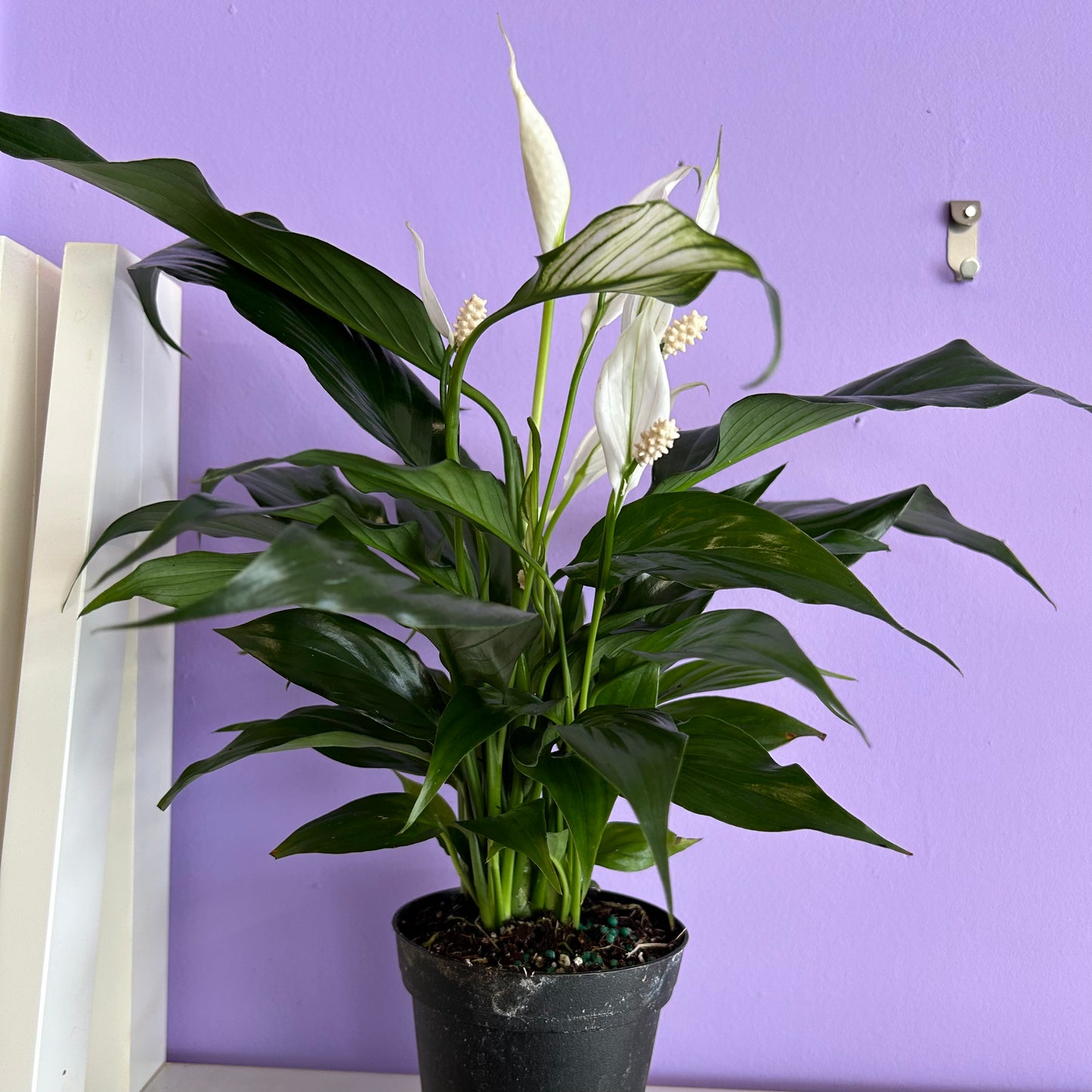 Spathiphyllum “Peace Lily”