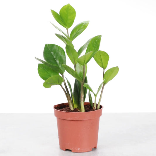 ZZ Plant
