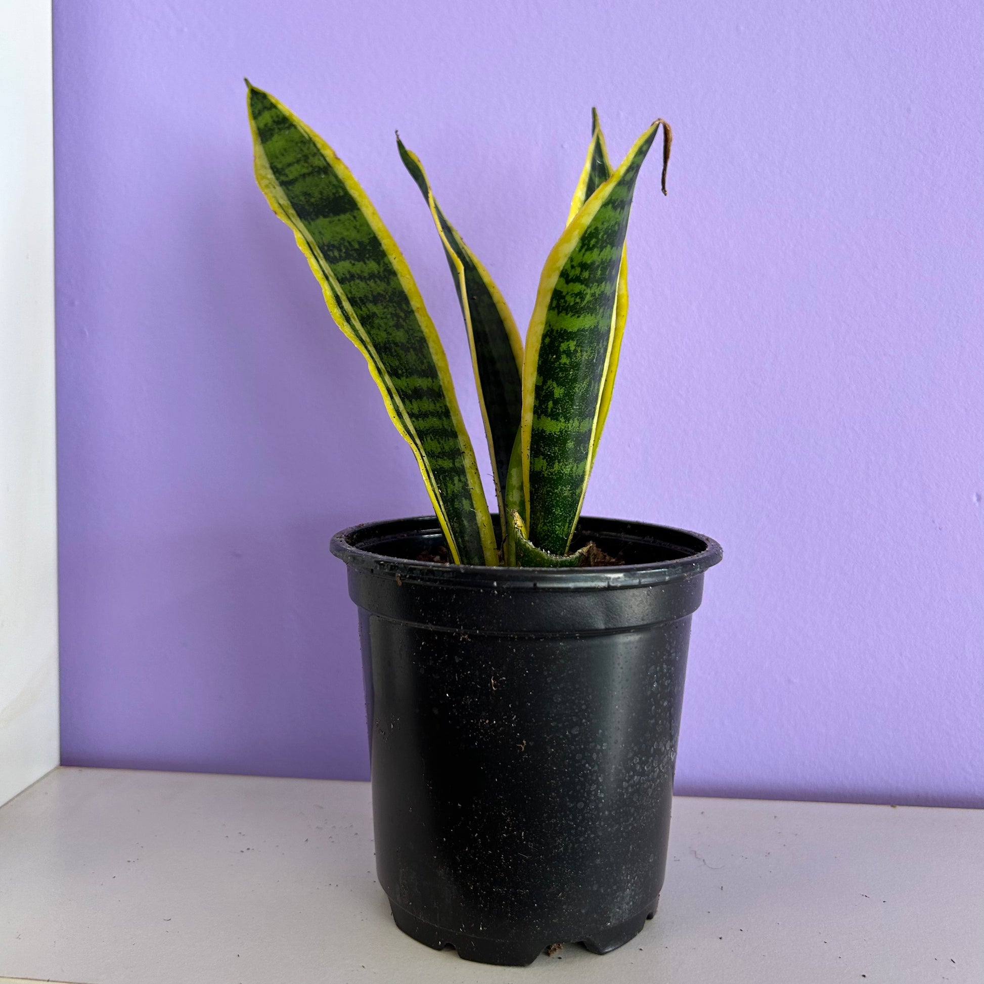 snake plant wall Snake Plant Laurentii – Honey Wall Holistic