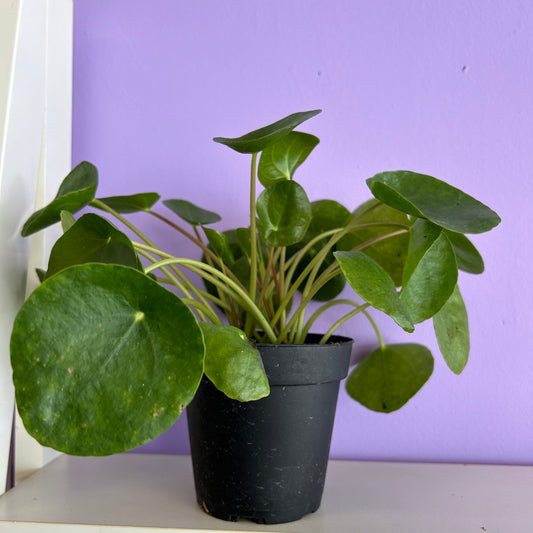 Pilea Peperomioides “Chinese Money Plant”