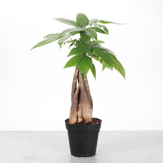 Money Tree