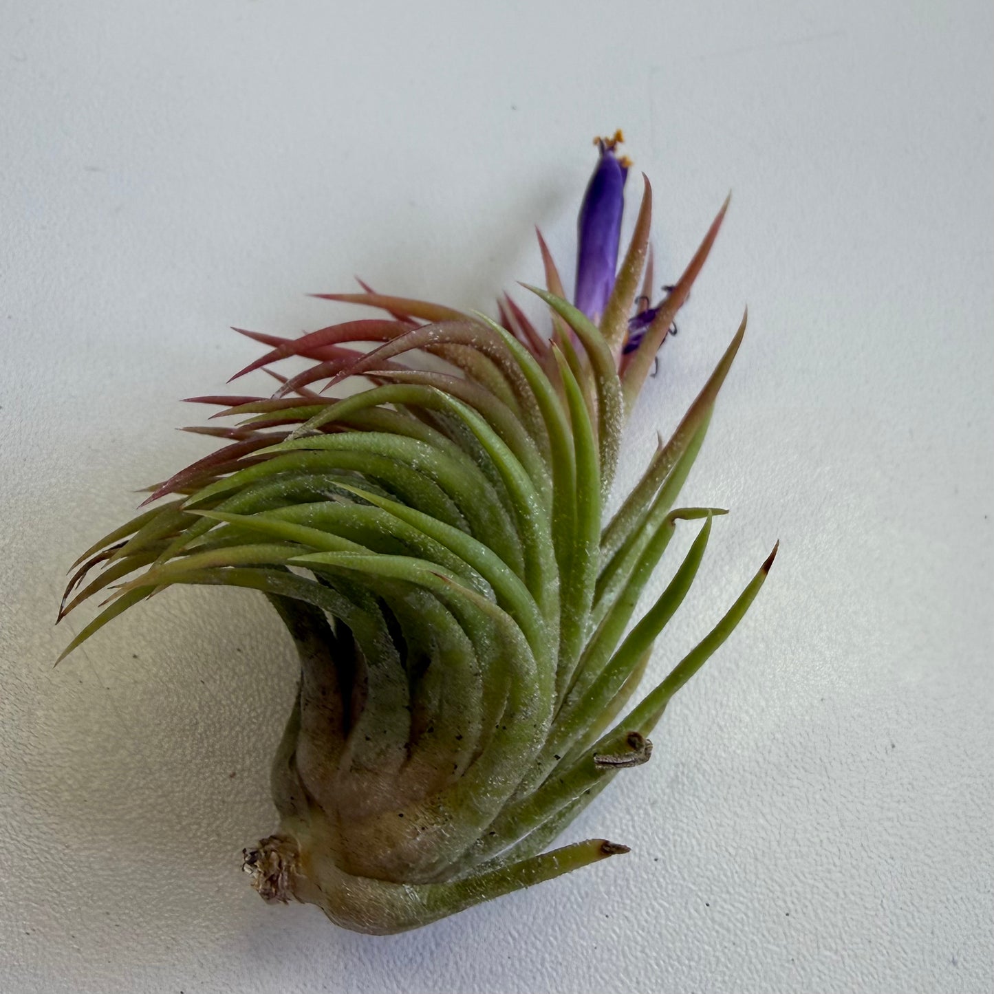 Air Plant