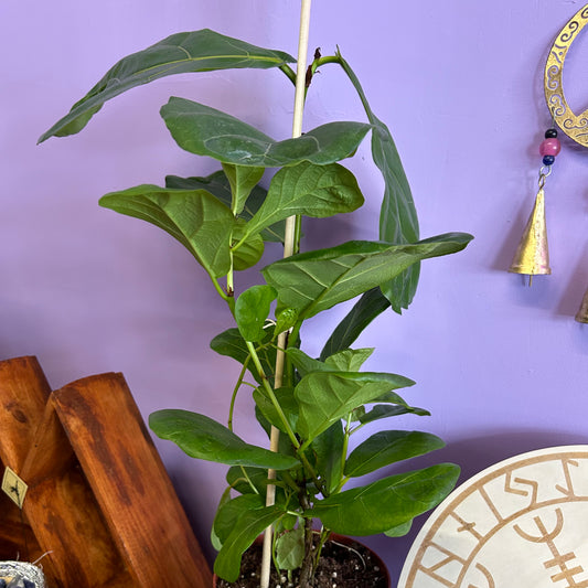 Ficus Lyrata “Fiddle Leaf Fig”