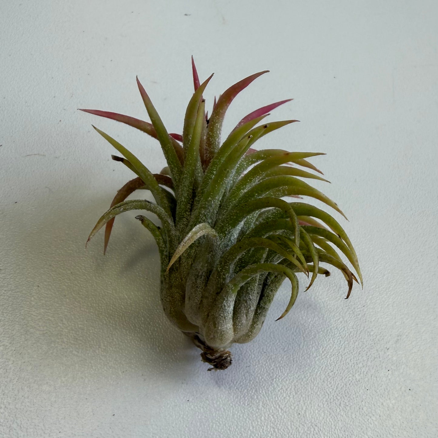 Air Plant