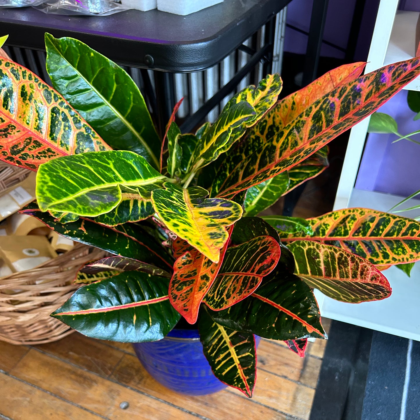 Croton Petra