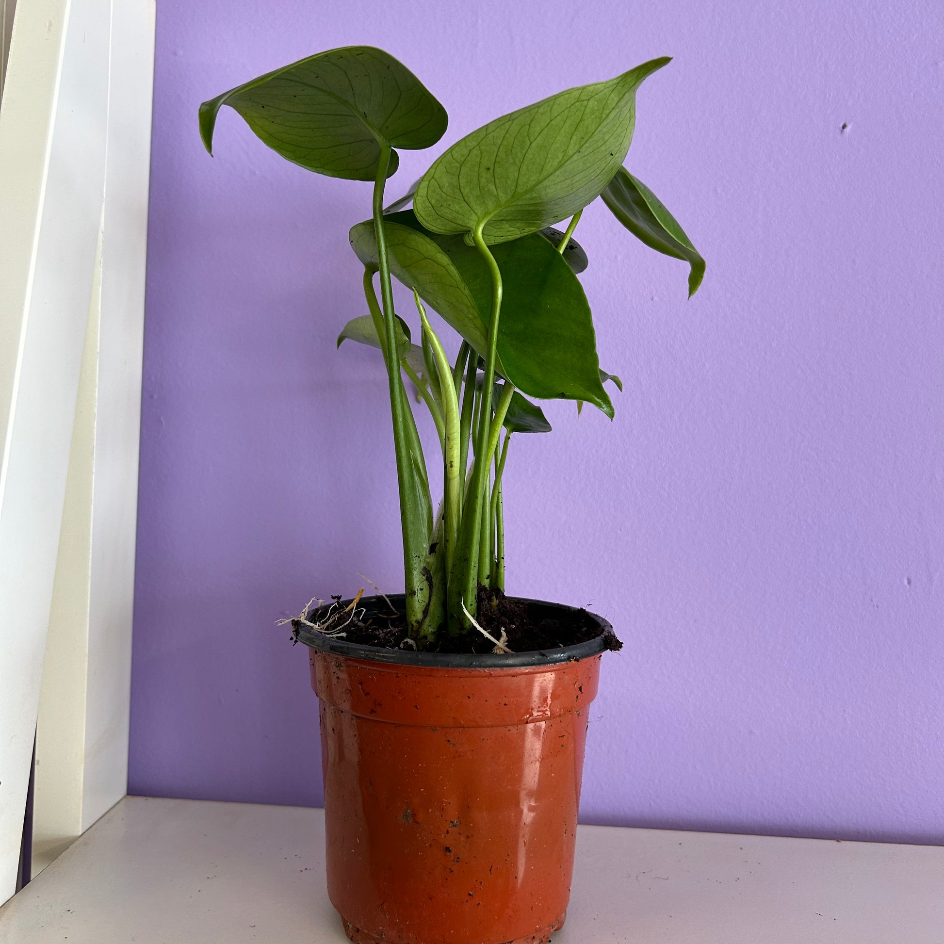 purple monstera deliciosa Monstera Deliciosa – Honey Wall Holistic