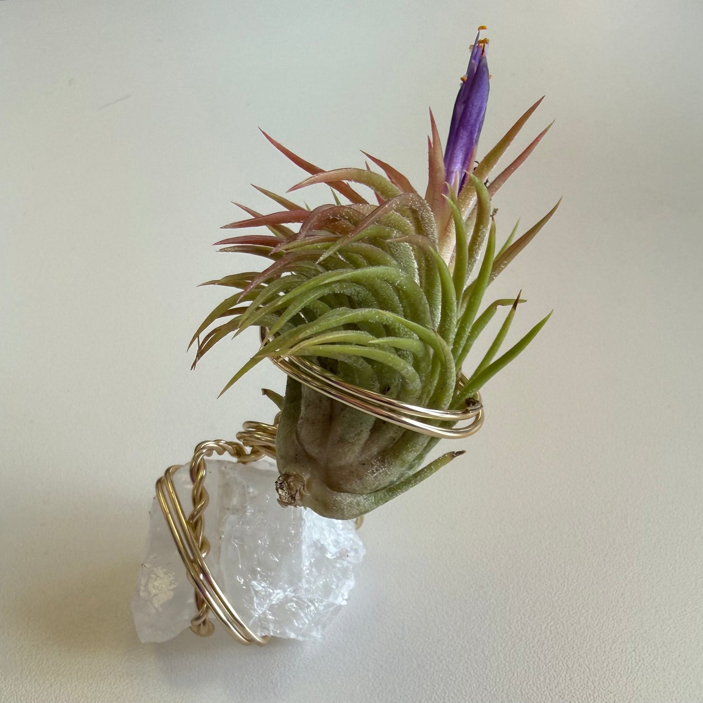 Air Plant Holder