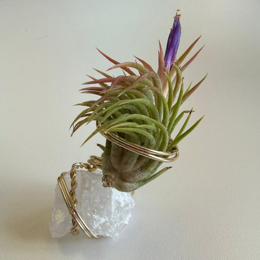 Air Plant Holder