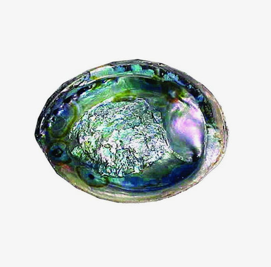 Abalone Shell