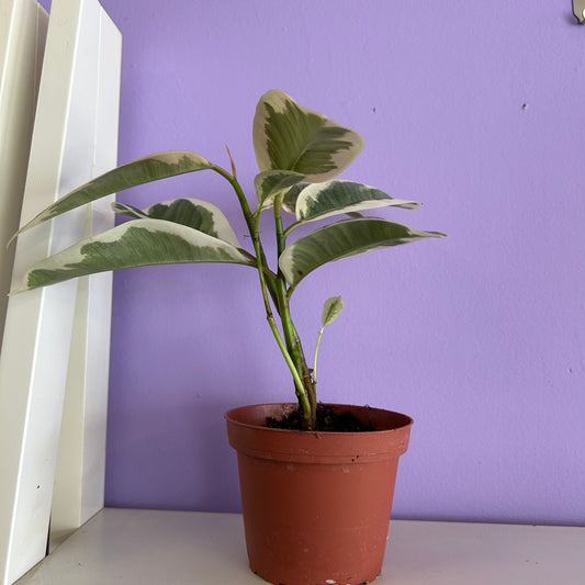 Ficus Tineke