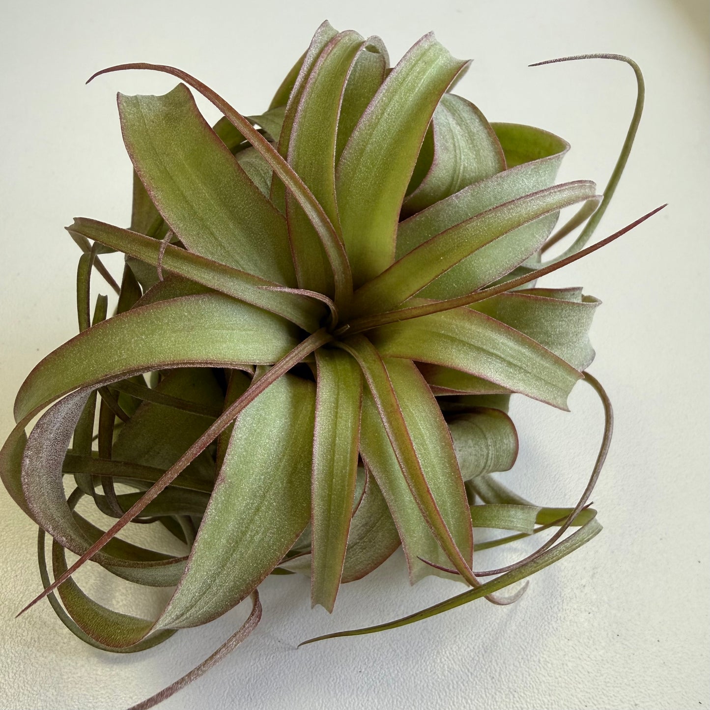 Air Plant