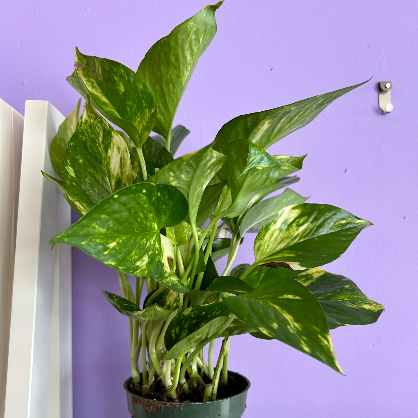 Pothos Golden