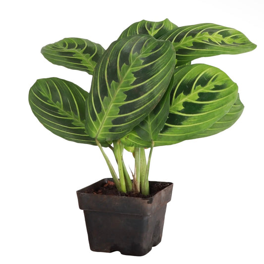 Lemon Lime Prayer Plant