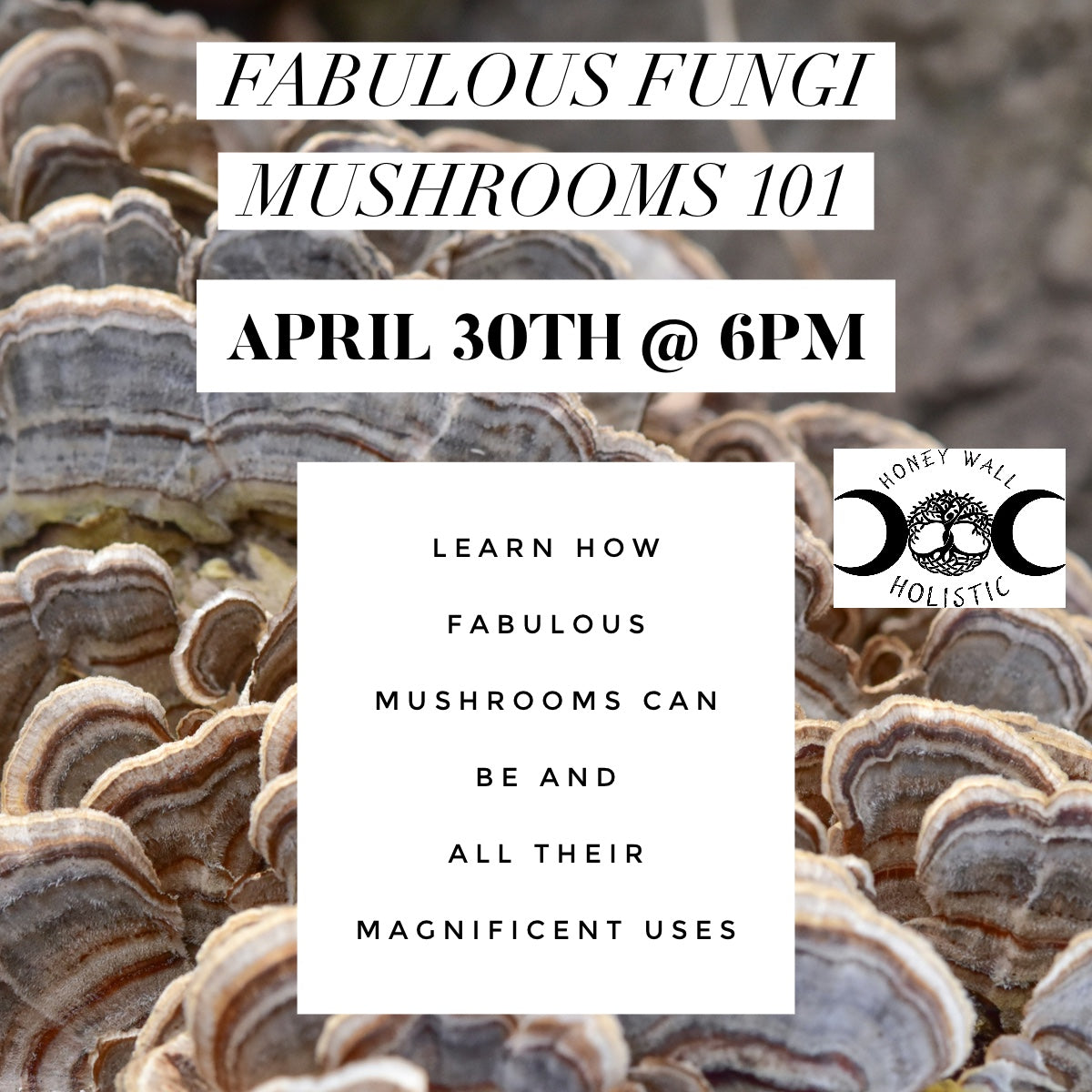 Fabulous Fungi Mushrooms 101