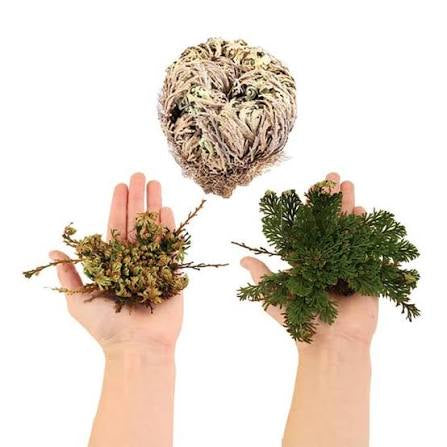 Rose of Jericho (Resurrection Plant)